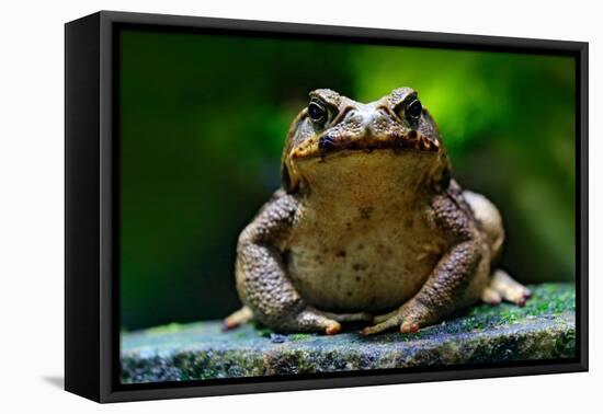 Cane Toad, Rhinella Marina, Big Frog from Costa Rica. Face Portrait of Large Amphibian in the Natur-Ondrej Prosicky-Framed Premier Image Canvas