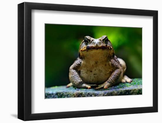 Cane Toad, Rhinella Marina, Big Frog from Costa Rica. Face Portrait of Large Amphibian in the Natur-Ondrej Prosicky-Framed Photographic Print