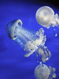 Jellyfish-canebisca-Photographic Print