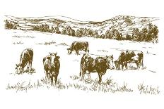 Cows Grazing on Meadow. Hand Drawn Illustration.-canicula-Art Print