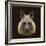 Canine Beast of Pray, Hyena, Low Poly Vector Portrait Illustration-Jan Fidler-Framed Photographic Print