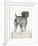 Canine - Gaze-Hilary Armstrong-Framed Limited Edition
