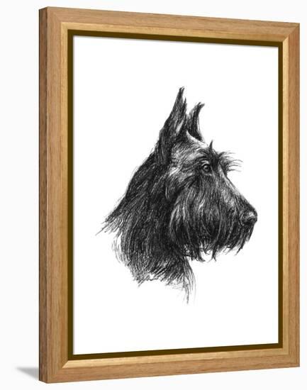 Canine Study II-Ethan Harper-Framed Stretched Canvas