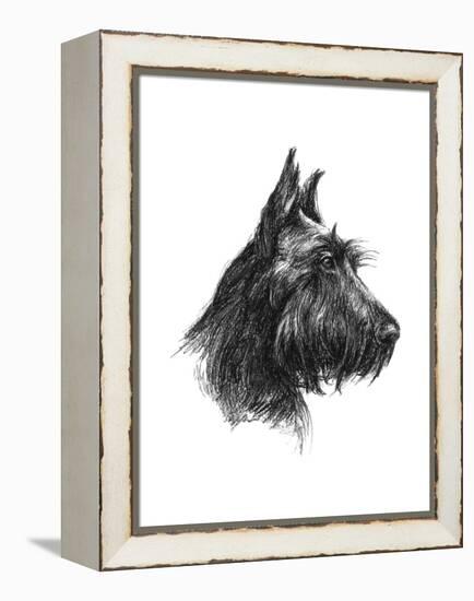 Canine Study II-Ethan Harper-Framed Stretched Canvas