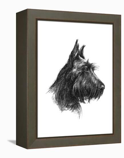 Canine Study II-Ethan Harper-Framed Stretched Canvas