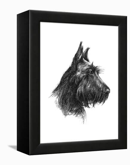 Canine Study II-Ethan Harper-Framed Stretched Canvas