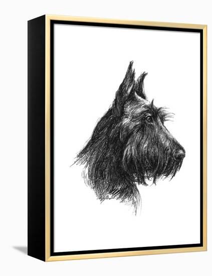 Canine Study II-Ethan Harper-Framed Stretched Canvas