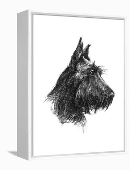 Canine Study II-Ethan Harper-Framed Stretched Canvas