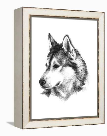 Canine Study III-Ethan Harper-Framed Stretched Canvas