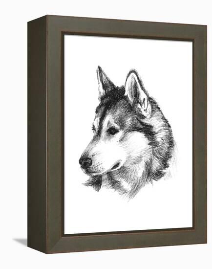 Canine Study III-Ethan Harper-Framed Stretched Canvas