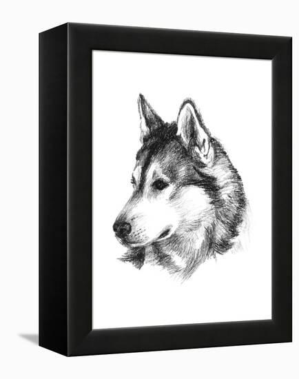 Canine Study III-Ethan Harper-Framed Stretched Canvas