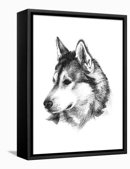 Canine Study III-Ethan Harper-Framed Stretched Canvas