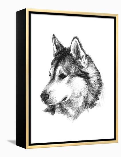 Canine Study III-Ethan Harper-Framed Stretched Canvas