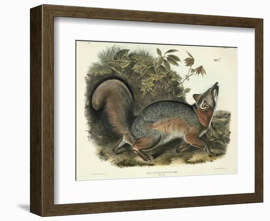 Canis (Vulpes) Virginianus (Grey Fox), Plate 21 from 'Quadrupeds of North America', Engraved by…-John James Audubon-Framed Giclee Print