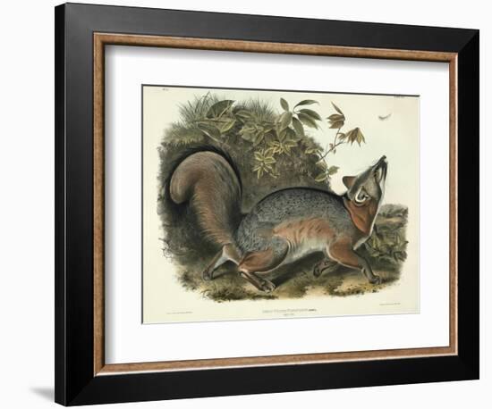 Canis (Vulpes) Virginianus (Grey Fox), Plate 21 from 'Quadrupeds of North America', Engraved by…-John James Audubon-Framed Giclee Print