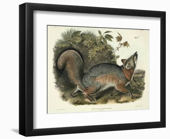 Canis (Vulpes) Virginianus (Grey Fox), Plate 21 from 'Quadrupeds of North America', Engraved by…-John James Audubon-Framed Giclee Print