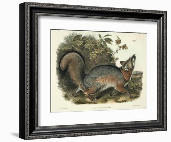 Canis (Vulpes) Virginianus (Grey Fox), Plate 21 from 'Quadrupeds of North America', Engraved by…-John James Audubon-Framed Giclee Print