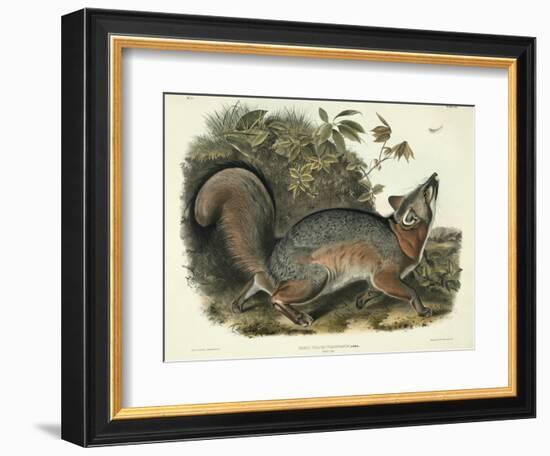 Canis (Vulpes) Virginianus (Grey Fox), Plate 21 from 'Quadrupeds of North America', Engraved by…-John James Audubon-Framed Giclee Print