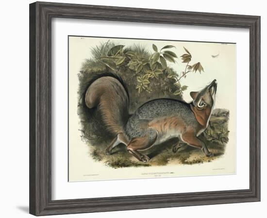 Canis (Vulpes) Virginianus (Grey Fox), Plate 21 from 'Quadrupeds of North America', Engraved by…-John James Audubon-Framed Giclee Print