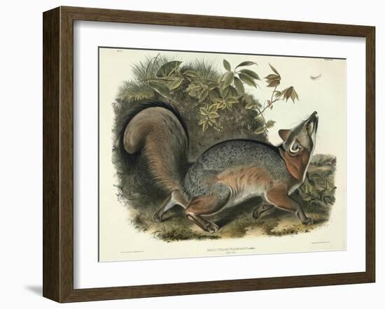 Canis (Vulpes) Virginianus (Grey Fox), Plate 21 from 'Quadrupeds of North America', Engraved by…-John James Audubon-Framed Giclee Print