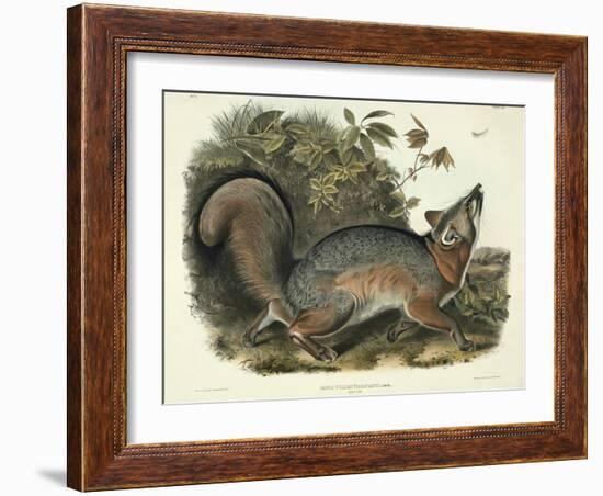 Canis (Vulpes) Virginianus (Grey Fox), Plate 21 from 'Quadrupeds of North America', Engraved by…-John James Audubon-Framed Giclee Print