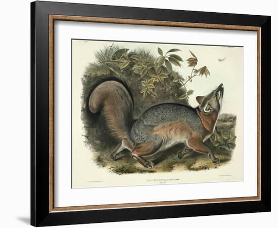 Canis (Vulpes) Virginianus (Grey Fox), Plate 21 from 'Quadrupeds of North America', Engraved by…-John James Audubon-Framed Giclee Print