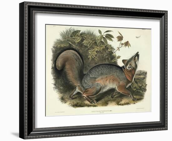 Canis (Vulpes) Virginianus (Grey Fox), Plate 21 from 'Quadrupeds of North America', Engraved by…-John James Audubon-Framed Giclee Print