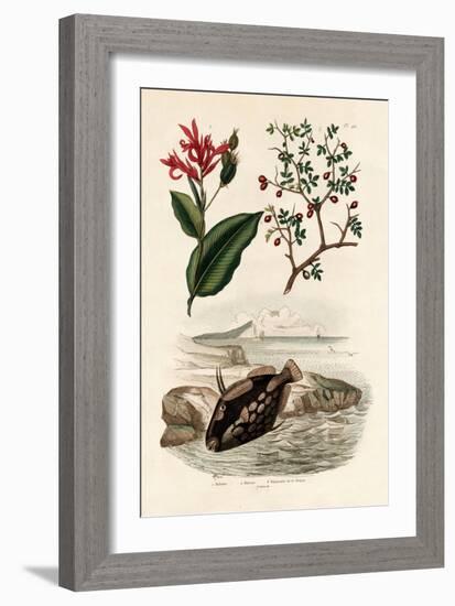 Canna, 1833-39-null-Framed Giclee Print