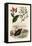 Canna, 1833-39-null-Framed Premier Image Canvas