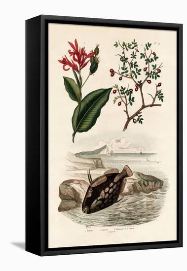 Canna, 1833-39-null-Framed Premier Image Canvas