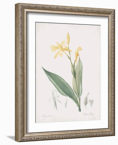 Canna Flaccida-Pierre Joseph Redoute-Framed Giclee Print