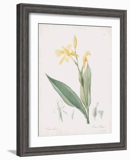 Canna Flaccida-Pierre Joseph Redoute-Framed Giclee Print