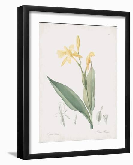 Canna Flaccida-Pierre Joseph Redoute-Framed Giclee Print