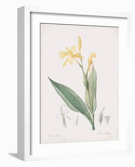 Canna Flaccida-Pierre Joseph Redoute-Framed Giclee Print