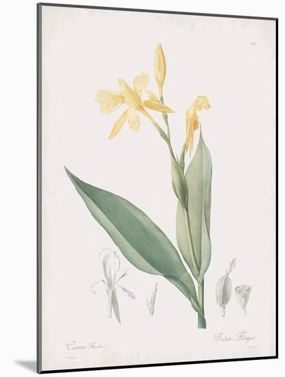 Canna Flaccida-Pierre Joseph Redoute-Mounted Giclee Print