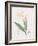 Canna Flaccida-Pierre Joseph Redoute-Framed Giclee Print