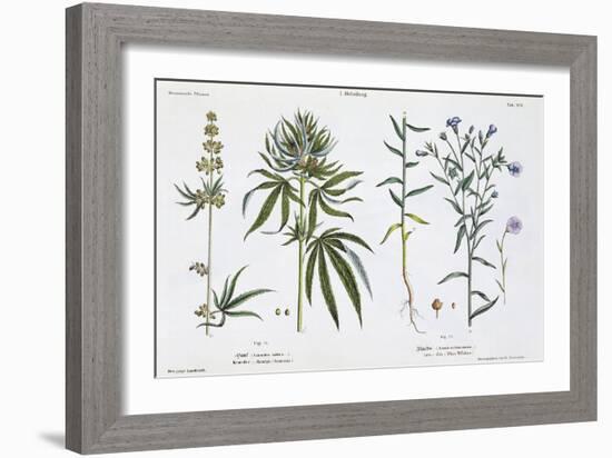 Cannabis and Flax, from The Young Landsman, Published Vienna, 1845-Matthias Trentsensky-Framed Giclee Print