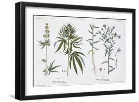 Cannabis and Flax, from The Young Landsman, Published Vienna, 1845-Matthias Trentsensky-Framed Giclee Print