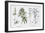 Cannabis and Flax, from The Young Landsman, Published Vienna, 1845-Matthias Trentsensky-Framed Giclee Print