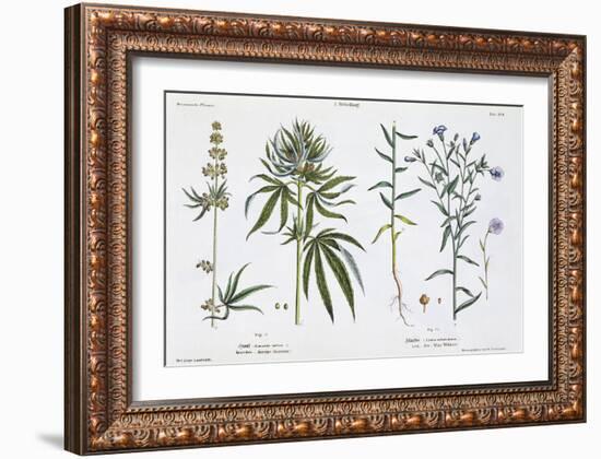 Cannabis and Flax, from The Young Landsman, Published Vienna, 1845-Matthias Trentsensky-Framed Giclee Print