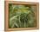 Cannabis (Cannabis Sativa) Bud Grown Locally by Villagers for Recreational Use, Pokhara, Nepal, Asi-Mark Chivers-Framed Premier Image Canvas