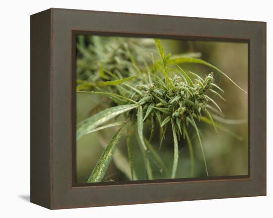 Cannabis (Cannabis Sativa) Bud Grown Locally by Villagers for Recreational Use, Pokhara, Nepal, Asi-Mark Chivers-Framed Premier Image Canvas