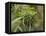 Cannabis (Cannabis Sativa) Bud Grown Locally by Villagers for Recreational Use, Pokhara, Nepal, Asi-Mark Chivers-Framed Premier Image Canvas