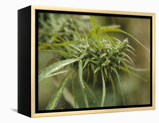 Cannabis (Cannabis Sativa) Bud Grown Locally by Villagers for Recreational Use, Pokhara, Nepal, Asi-Mark Chivers-Framed Premier Image Canvas