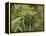 Cannabis (Cannabis Sativa) Bud Grown Locally by Villagers for Recreational Use, Pokhara, Nepal, Asi-Mark Chivers-Framed Premier Image Canvas
