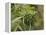 Cannabis (Cannabis Sativa) Bud Grown Locally by Villagers for Recreational Use, Pokhara, Nepal, Asi-Mark Chivers-Framed Premier Image Canvas