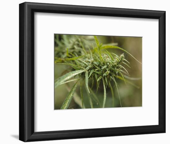 Cannabis (Cannabis Sativa) Bud Grown Locally by Villagers for Recreational Use, Pokhara, Nepal, Asi-Mark Chivers-Framed Photographic Print