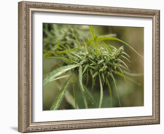 Cannabis (Cannabis Sativa) Bud Grown Locally by Villagers for Recreational Use, Pokhara, Nepal, Asi-Mark Chivers-Framed Photographic Print