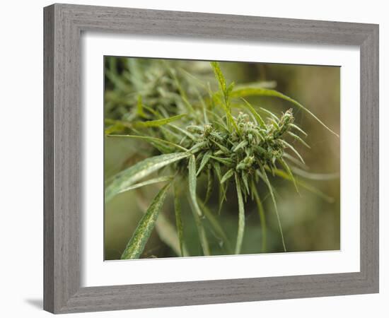 Cannabis (Cannabis Sativa) Bud Grown Locally by Villagers for Recreational Use, Pokhara, Nepal, Asi-Mark Chivers-Framed Photographic Print