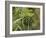 Cannabis (Cannabis Sativa) Bud Grown Locally by Villagers for Recreational Use, Pokhara, Nepal, Asi-Mark Chivers-Framed Photographic Print